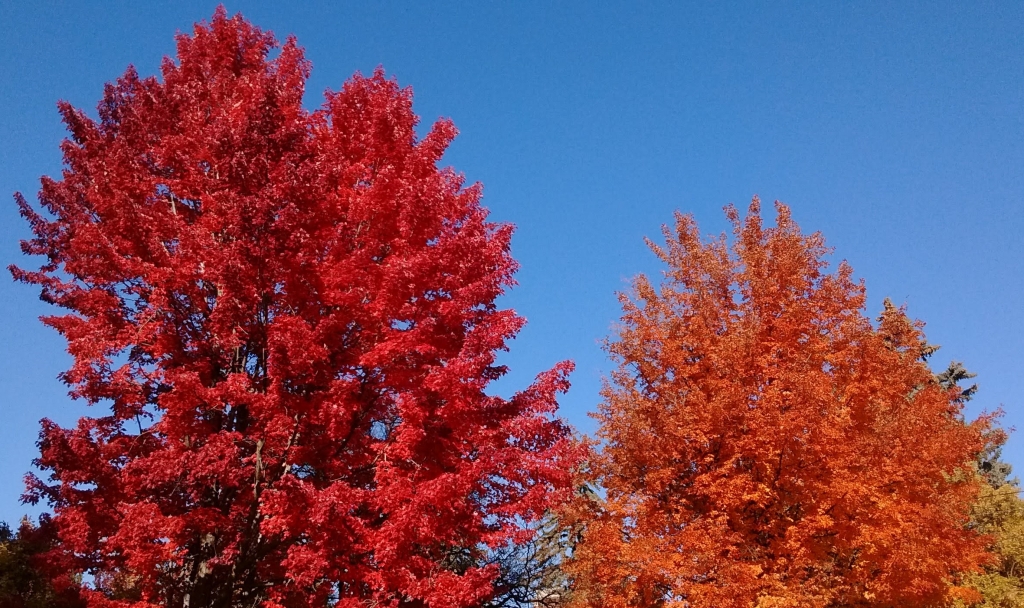 Trees in fall colors of bright red, orange, and gold set against a bright blue sky.